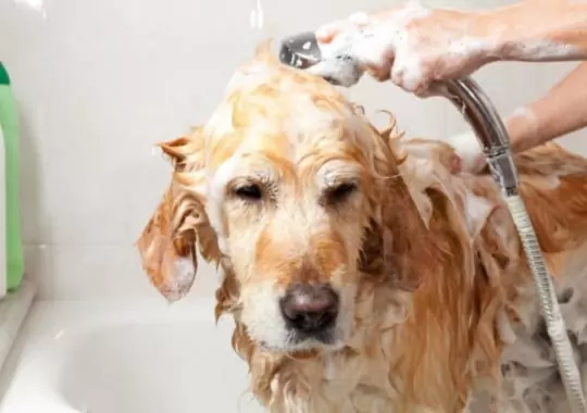 Best Non-Toxic Dog Flea Shampoo.