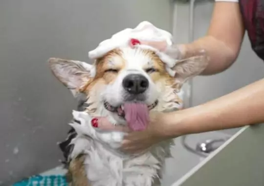 A dog using dog flea shampoo in a tab.