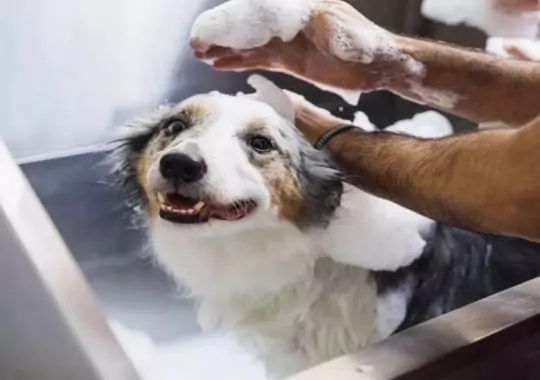 A dog in a tab with dog flea shampoo.