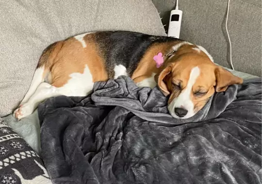 A dog sleeping on a heated blanket.