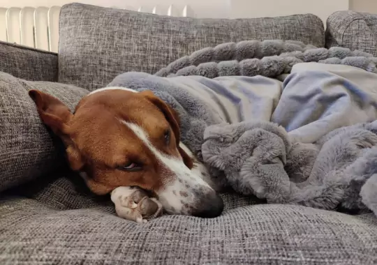 A dog covering a blanket.