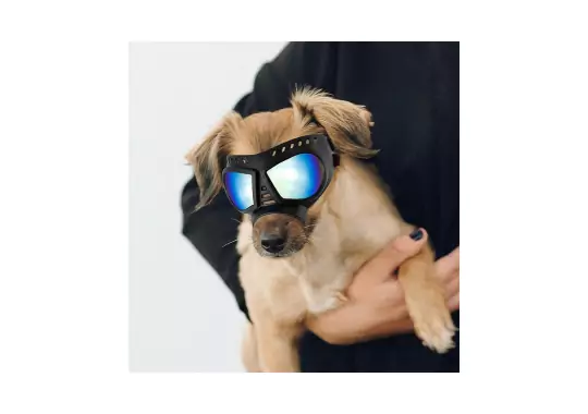 Enjoying-Dog-Goggles