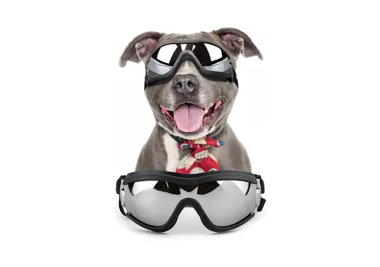 Namsan-Dog-Sunglasses