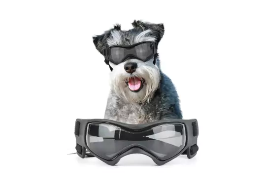 Namsan-Dog-Goggles